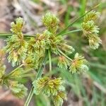 Cyperus surinamensis Fruit