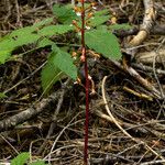 Corallorhiza maculata Staniste