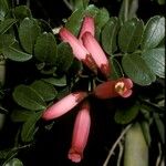 Campsidium valdivianum Flor