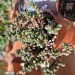 Sedum furfuraceum Blatt