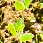 Acmispon americanus Blatt