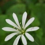 Stellaria nemorum Кветка