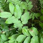 Aralia californica Liść