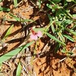 Polygala amboniensis Hábito