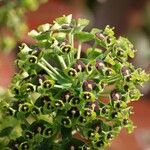 Euphorbia characias Fulla