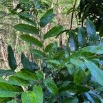 Phyllanthus billardierei Leaf