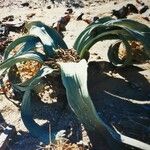 Welwitschia mirabilis Pokrój