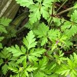 Geranium purpureumFeuille