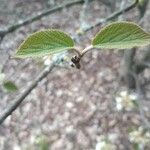 Viburnum lantanoides Leaf