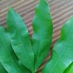 Hylodendron gabunense Hoja