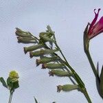 Silene bellidifolia Цвят
