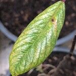 Frangula azorica Likasa