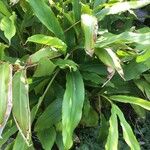 Elettaria cardamomum ഇല