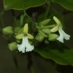 Oxera oreophila Цветок