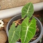 Alocasia micholitziana Leaf