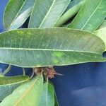 Ficus paraensis Лист