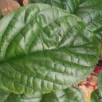 Clerodendrum umbellatum Leaf