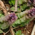 Ajuga pyramidalis Blomst