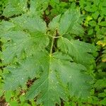 Heracleum lanatumLeaf