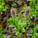 Salix breviserrata Fula