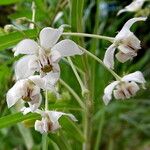 Gomphocarpus fruticosus Fleur