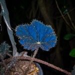 Begonia heracleifoliaЛист