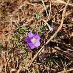 Barleria delamerei Квітка