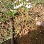 Ornithogalum orthophyllum Virág