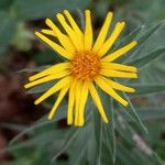 Inula ensifolia 花