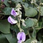 Neustanthus phaseoloides फूल