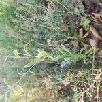 Xeranthemum annuum Fuelha