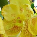 Vanda coerulescens Cvet