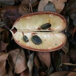 Erythrophleum suaveolens Frucht