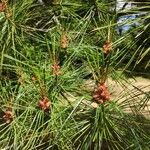 Pinus koraiensis Liść