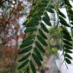 Vachellia farnesiana Blatt