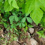 Crotalaria pallida Лист
