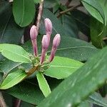 Lonicera acuminata Flor