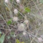 Trifolium arvense Blomst