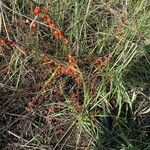 Ilex decidua Flower