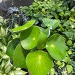 Peperomia polybotrya Blatt