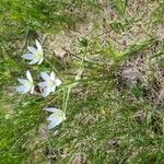 Ornithogalum divergens Floare