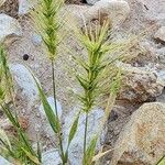 Aegilops kotschyi Fleur