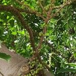 Ficus superba