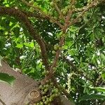 Ficus superba Fruto