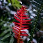 Blechnum occidentale Leht