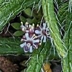 Hornungia petraea Квітка