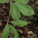 Rothmannia whitfieldii Leaf