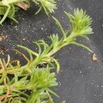 Scleranthus annuus Φύλλο
