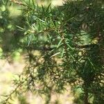 Juniperus communis 葉