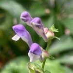 Scutellaria altissima പുഷ്പം